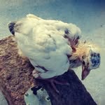 Amreet singh - @amreet4598 - Instagram