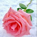 Amrit lal - @amritlal4831 - Instagram