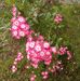 Amtul Rahman - Facebook