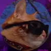 .amyalt - @.amyalt - TikTok
