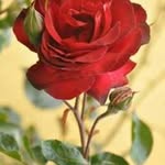 Āmý Aman Singh Chauhan - @amyamansinghchauhan - Instagram