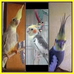 Amy Antonio Jared - @amyantoniojared - Instagram