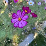 Amy Applegate - @amy.landerefree - Instagram