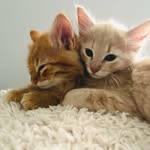 Amy Backus Myers - @frogandtoadie - Instagram