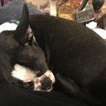 Amy & Barkley - @barkleyandamy - Instagram