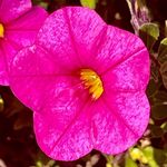 Amy Bastien - @kayahsphotographs - Instagram