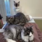 Amy Beckman - @theadventuresofsalemmerlin_gus - Instagram