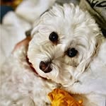 Amy Beckman-Mezger - @odie_mae_kay - Instagram