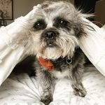 Amy Bergstrom Dalrymple - @chewchew_the_shihtzu - Instagram