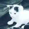Pam_Blackmer - @pamy_blackmer - TikTok