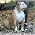 Amy Blackwell - @blackwellsbulldogs - Instagram