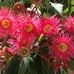 Blossom Amy - Facebook