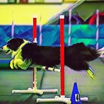 Amy Boatman - @startlinedogsports - Instagram