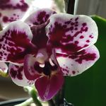 Amy Bohannon - @amylife50 - Instagram