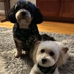 Amy Boissonneault Perham - @boiss2perham - Instagram