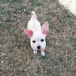 Amy Brasil - @amy22480 - Instagram