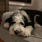 Amy Bridge - @chronicles_of_huxley - Instagram