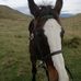 Amy Broomhall - Facebook