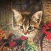 Amy Brownlow - Facebook
