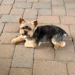 Amy Cook Bumbaugh - @amybumz27 - Instagram