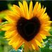 Amy Burbach - Facebook