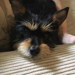 Amy Burris - @burris2341 - Instagram