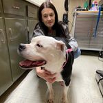 Amy Canfield - @luvboxernubs - Instagram