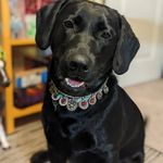 Amy Cannata - @labradore_nessie_of_the_lake - Instagram