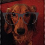 Amy Watling-Cash - @daisy_bernie_and_hetty - Instagram