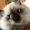 Fiona - @amy.cate - TikTok