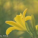 Amy Chadwick - @9_2_photo - Instagram