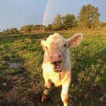 Amy Chaston - @chas.ton - Instagram