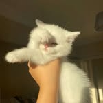 amy chen. - @ammmmy.yan - Instagram