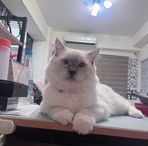 Amy Chen - Facebook
