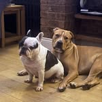 Amy Claydon - @beautiliciousbulldogs - Instagram