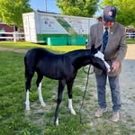 Amy Clemons - @aclemonssporthorseservices - Instagram