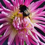Amy Clinton - @mymonaghangardenexperiment - Instagram