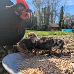 Amy & Cody Treasure - @crtreasurefarms - Instagram