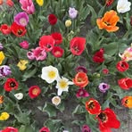 Amy Coenen - Facebook