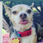 Amy Coles - @the_life_of_buddy_and_family - Instagram