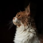 Amy Penelope Coon - @amy_coon21 - Instagram