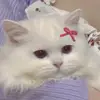 amycray8 - @amycray8 - TikTok