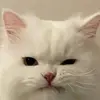 @Amy daily - @zgcd1895ydm - TikTok