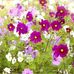 Amy Dalli - Facebook