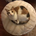 Amy Walsh - @amy_d_amico - Instagram