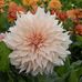Aimee Dando - Facebook