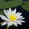 amydangelo919 - @amydangelo919 - TikTok