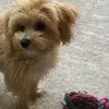 amy.danol - @amy.danol - TikTok