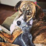 @amy_and_dante - Instagram