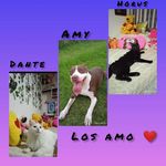 🐕AMY 🐈DANTE 😍😍Y HORUS❤️ - @amydanteyhorus2021 - Instagram